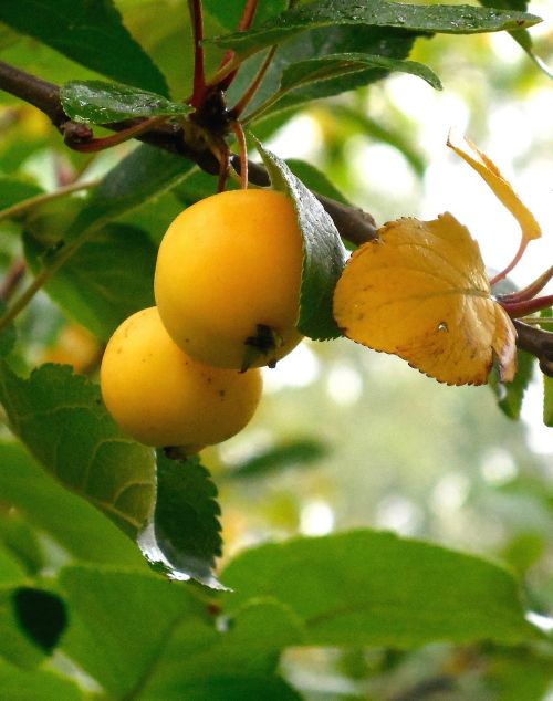 mirabelka autumn fruits
