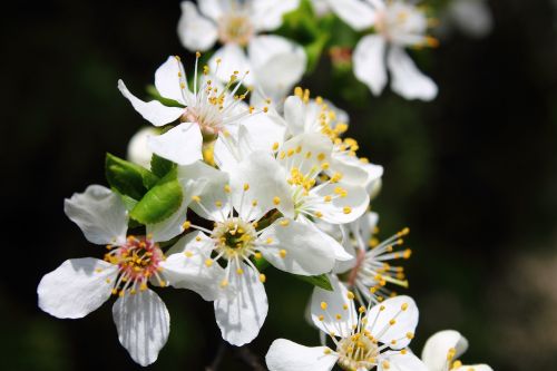 mirabelka flowers and mirabelle plums plum