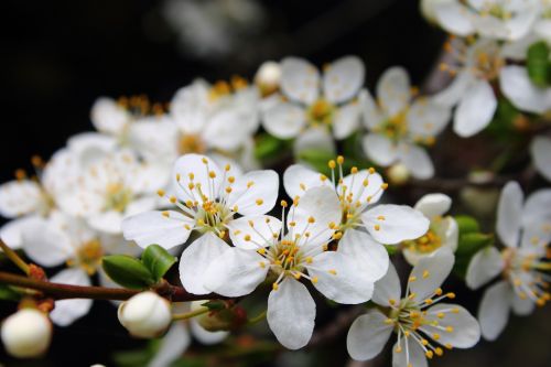 mirabelka flowers and mirabelle plums plum