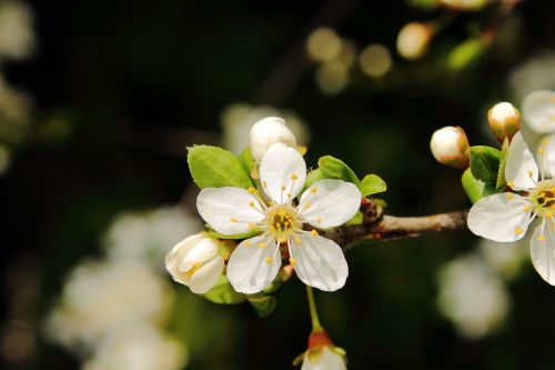 mirabelka flowers and mirabelle plums plum