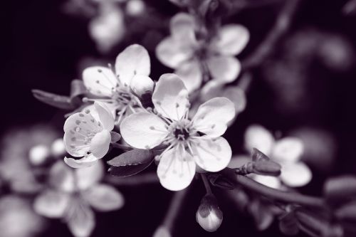 mirabelka flowers and mirabelle plums plum