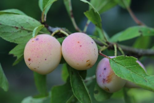 mirabelle tree fruit