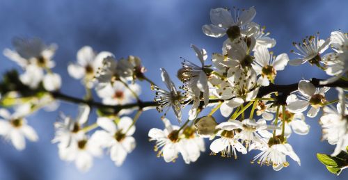 mirabelle blossom bloom