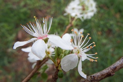 mirabelle plum blossom  flowers  blossom