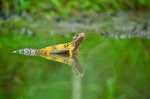 mirror shadow gecko