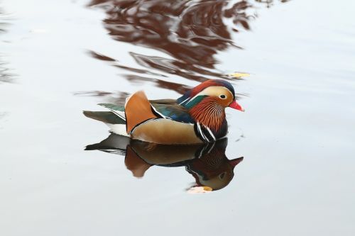 mirror ducks water bird