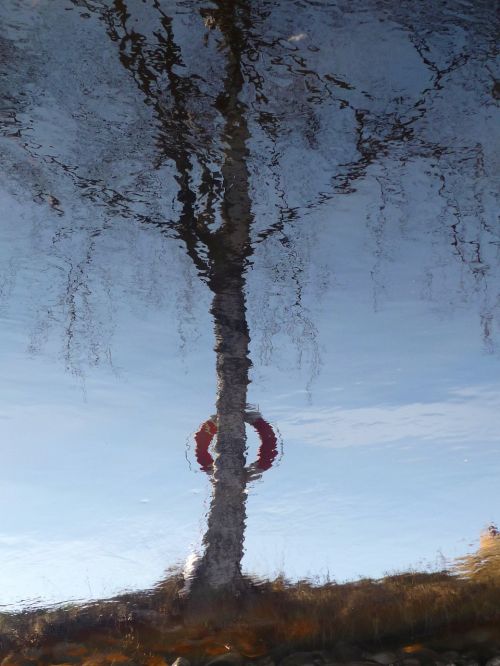 mirror image water birch