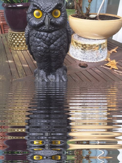 Mirror Lake Owl