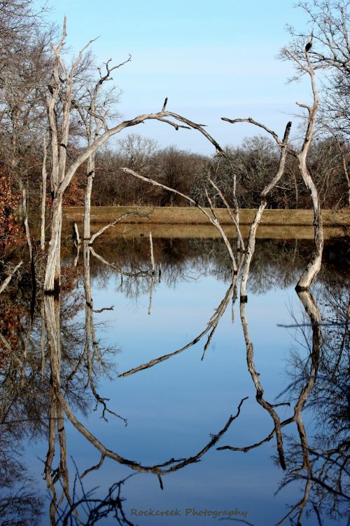 Mirror Reflection On Pond