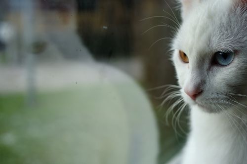 mirroring reflection odd-eye cat