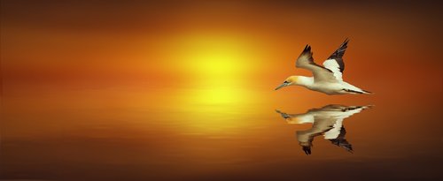 mirroring  northern gannet  bird