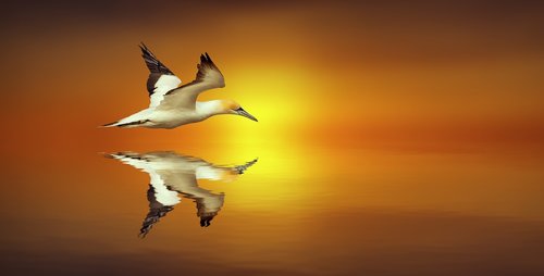 mirroring  northern gannet  bird