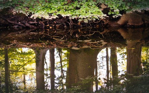 mirroring  forest  water