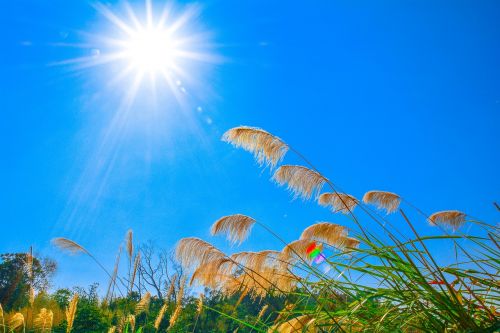 miscanthus sunshine sky