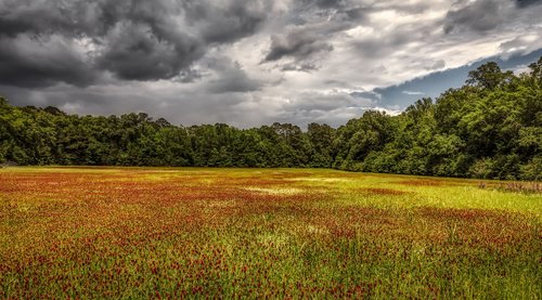 mississippi  flowers  plants