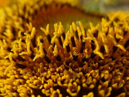 misskaori flower yellow