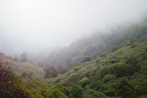 mist valley bush