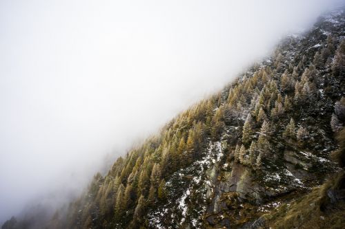 mist trees mountain