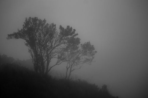 mist landscape fog