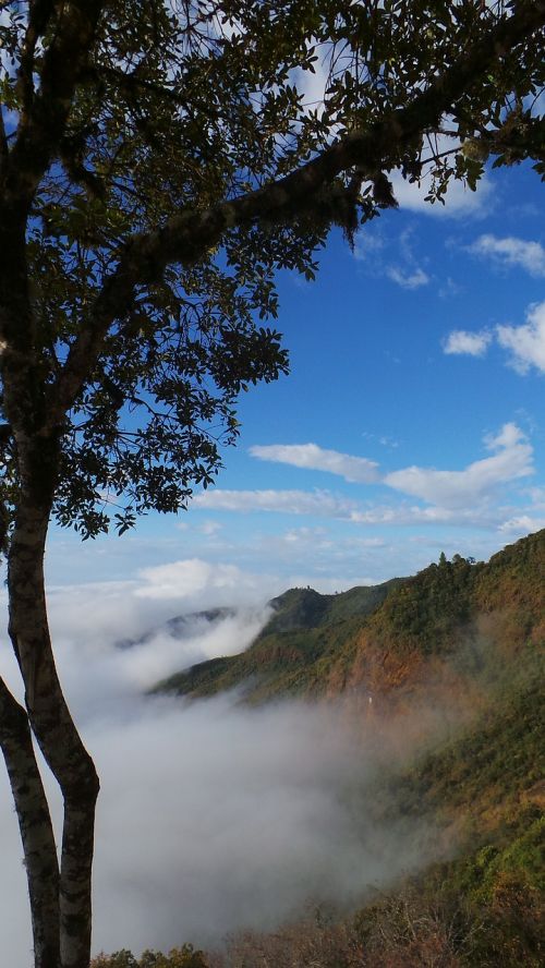 mist tree mountain