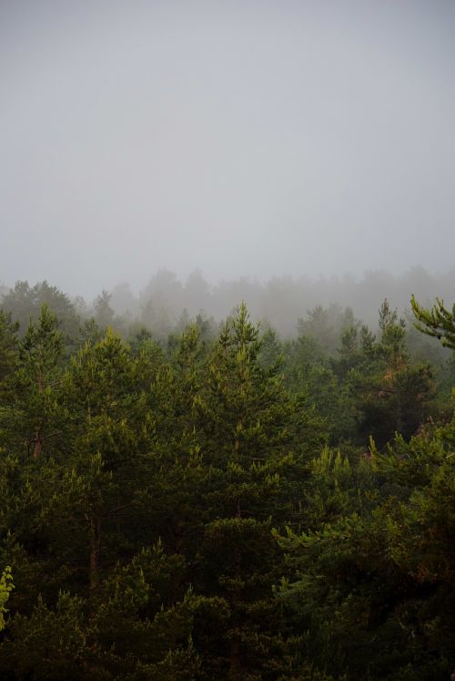mist fog pine
