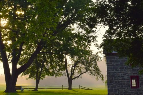 mist morning tree