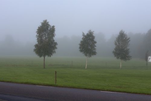mist tree landscapes
