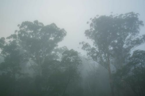 mist gum trees sydney