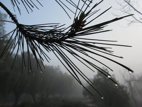 mist  raindrop  branch