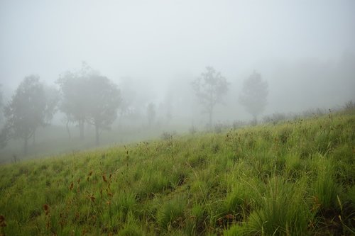mist  forest  fog
