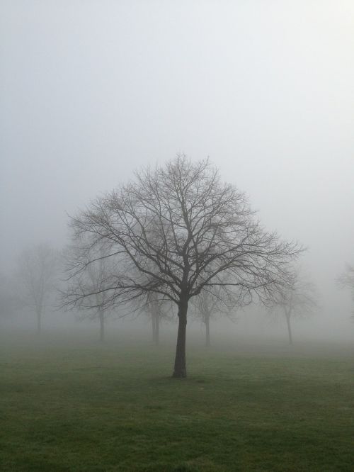 mist fog tree