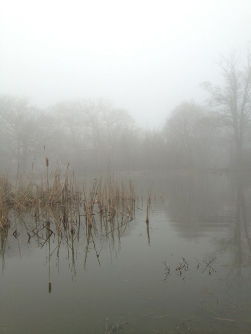 mist fog nature