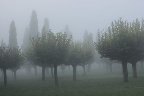 mist cypress atmosphere