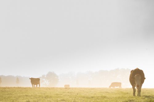 mist cows landscape