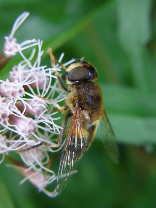 mist bee eristalis tenax fly