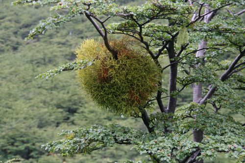 mistletoe lichen australia