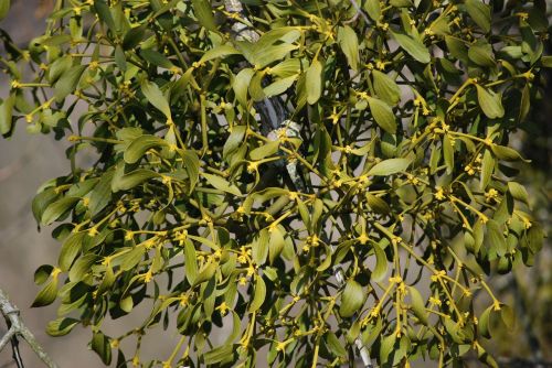 mistletoe plant