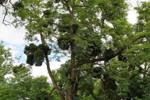 mistletoe parasite christmas plant