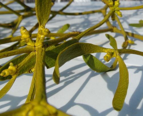 mistletoe medicinal plant tree
