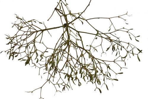 mistletoe isolated medicinal plant