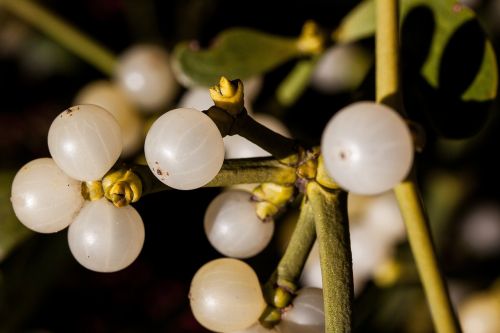 mistletoe parasite medicinal plant