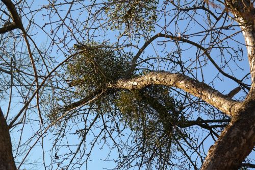 mistletoe branch tree