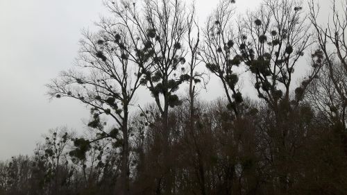 mistletoe trees forest