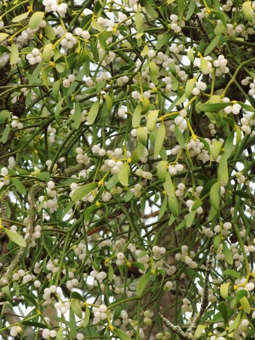 mistletoe parasite mistletoe berries