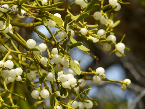 mistletoe christmas pine