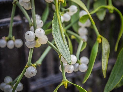 mistletoe  plants  green