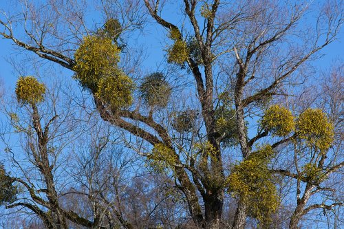 mistletoe  tree  green