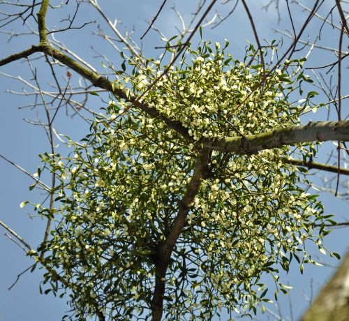 mistletoe bough white berry