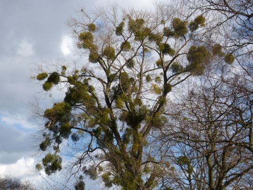 mistletoe parasite tree