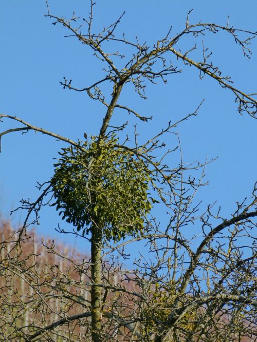 mistletoe plant green